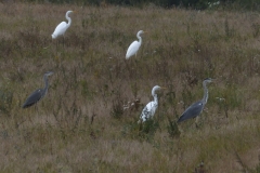 Silber-und-Grau