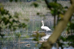 schwan-im-wald