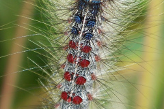 Schwammspinner