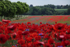 Schoene-Uckermarck_043